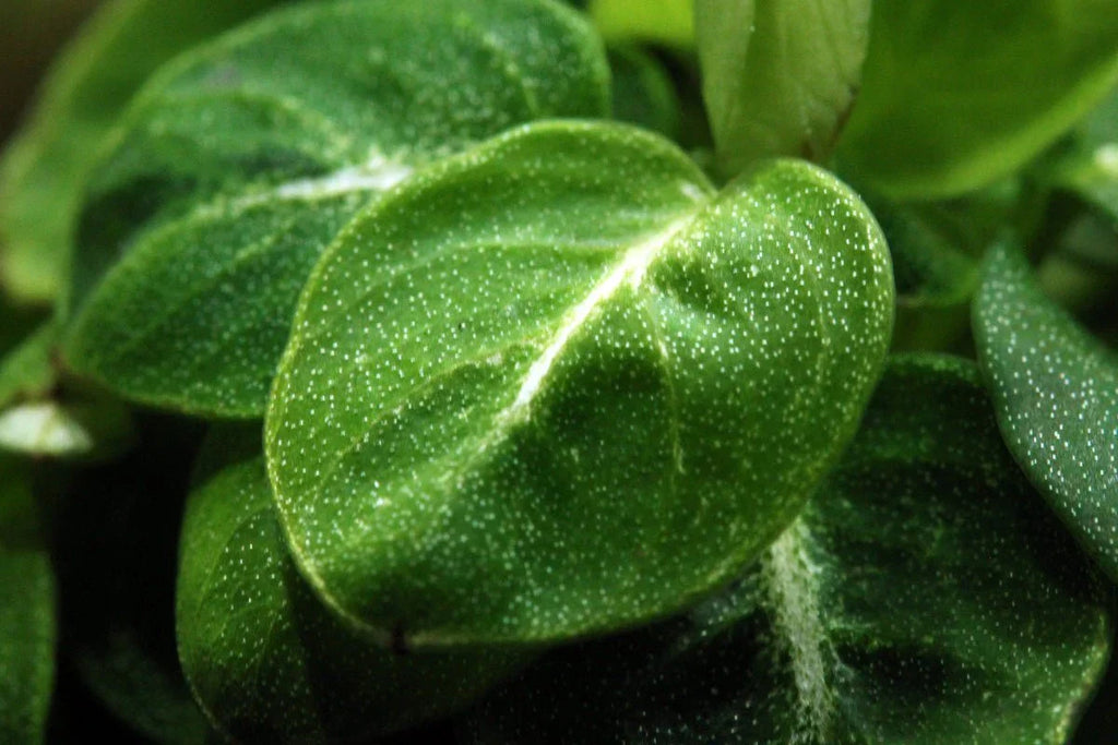 Anubias 'Stardust' (Super Rare).