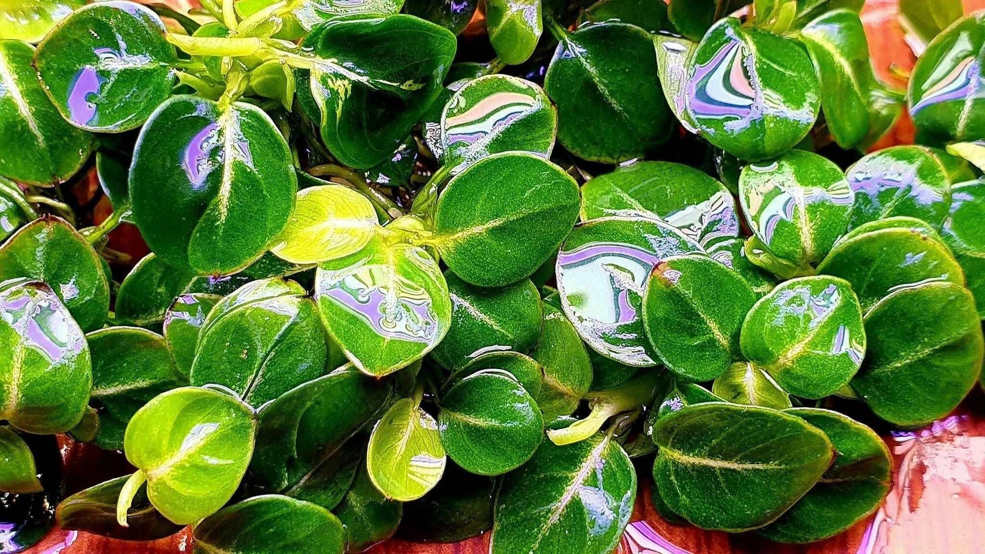 Anubias 'Stardust' (Super Rare).