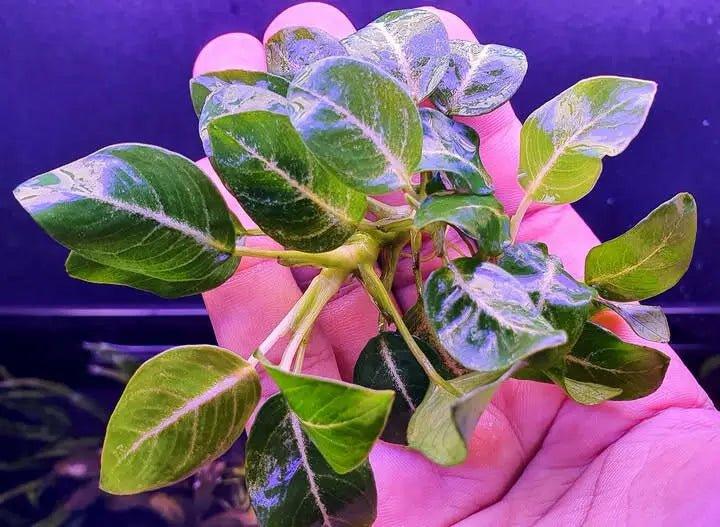 Anubias 'Stardust' (Super Rare).