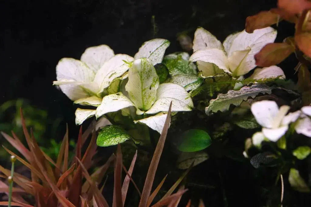 Anubias 'White' (Super Rare).