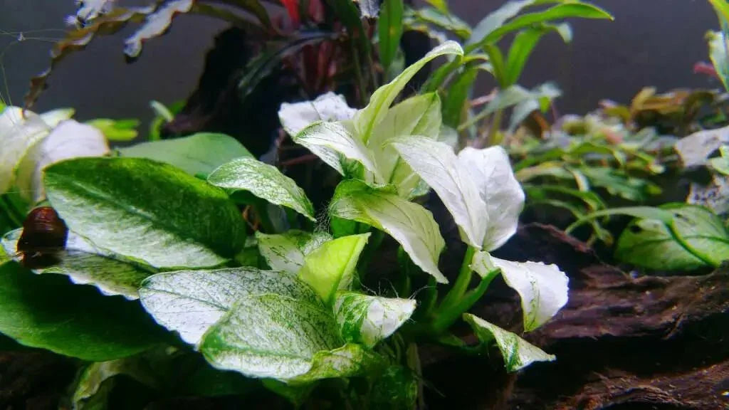 Anubias 'White' (Super Rare).