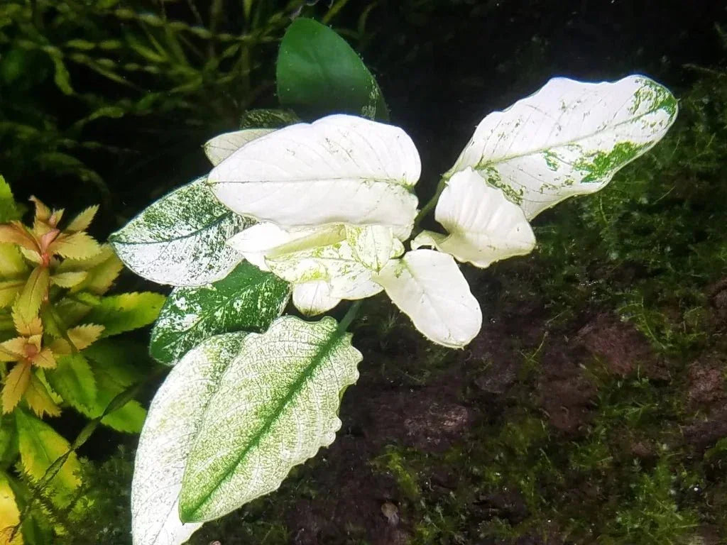 Anubias 'White' (Super Rare).