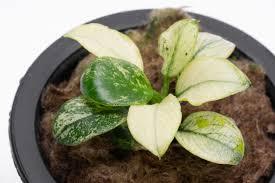 Anubias 'White' (Super Rare).