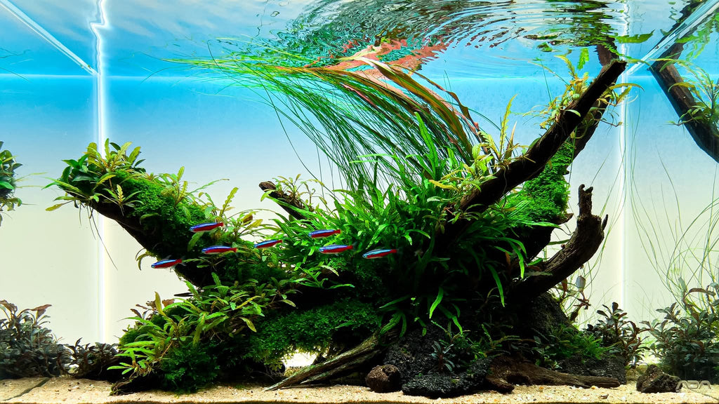 The Nature Gallery Discovery Aquascape Box.