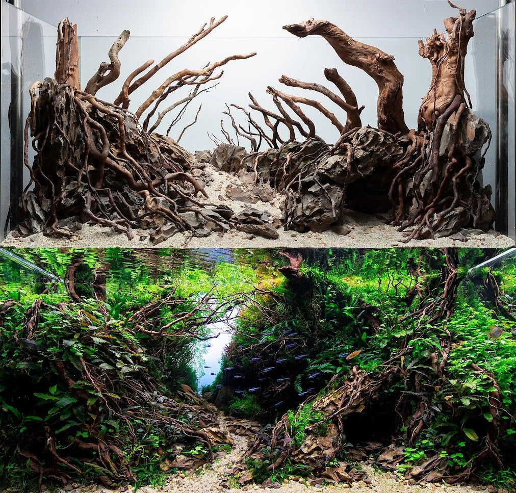 30-Minute Aquascaping/Terrarium/Paludarium Consultation, (Follow-Up or Quick 1:1 Audit).
