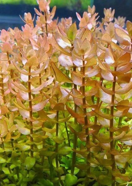 Bacopa Caroliniana (Uncommon) - The Nature Gallery