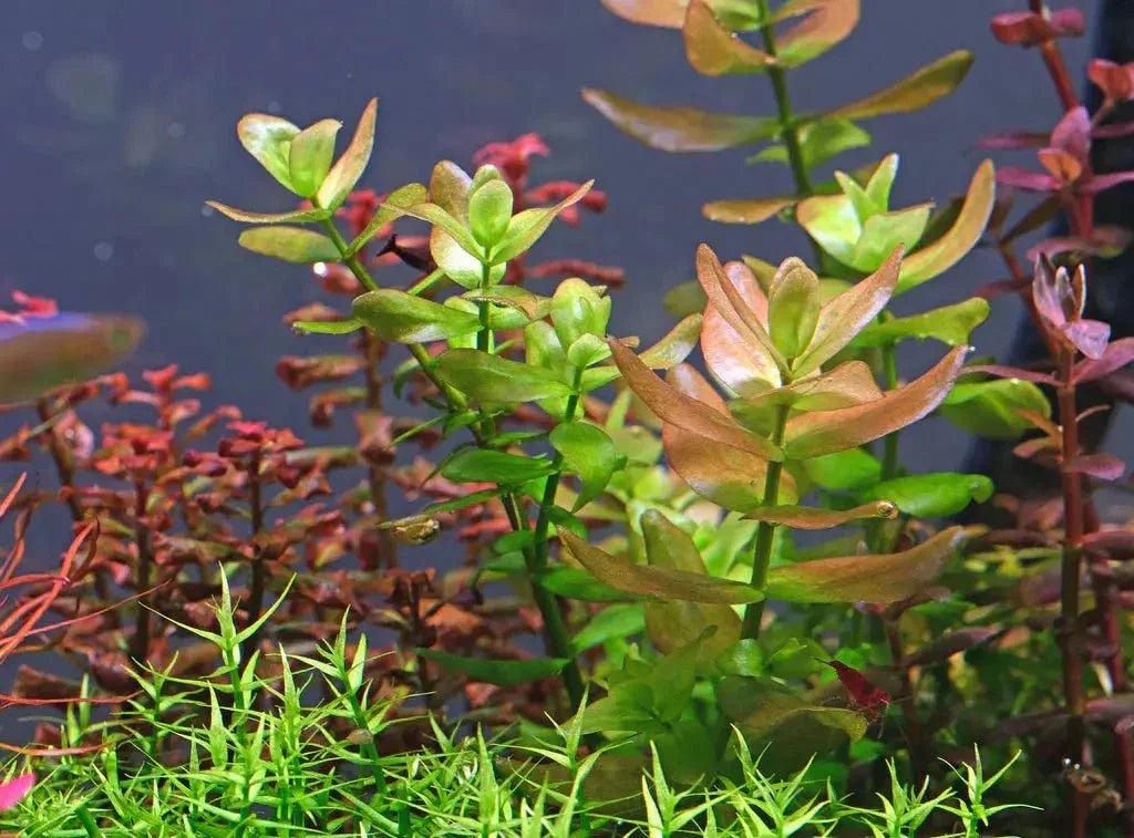 Bacopa Caroliniana (Uncommon) - The Nature Gallery