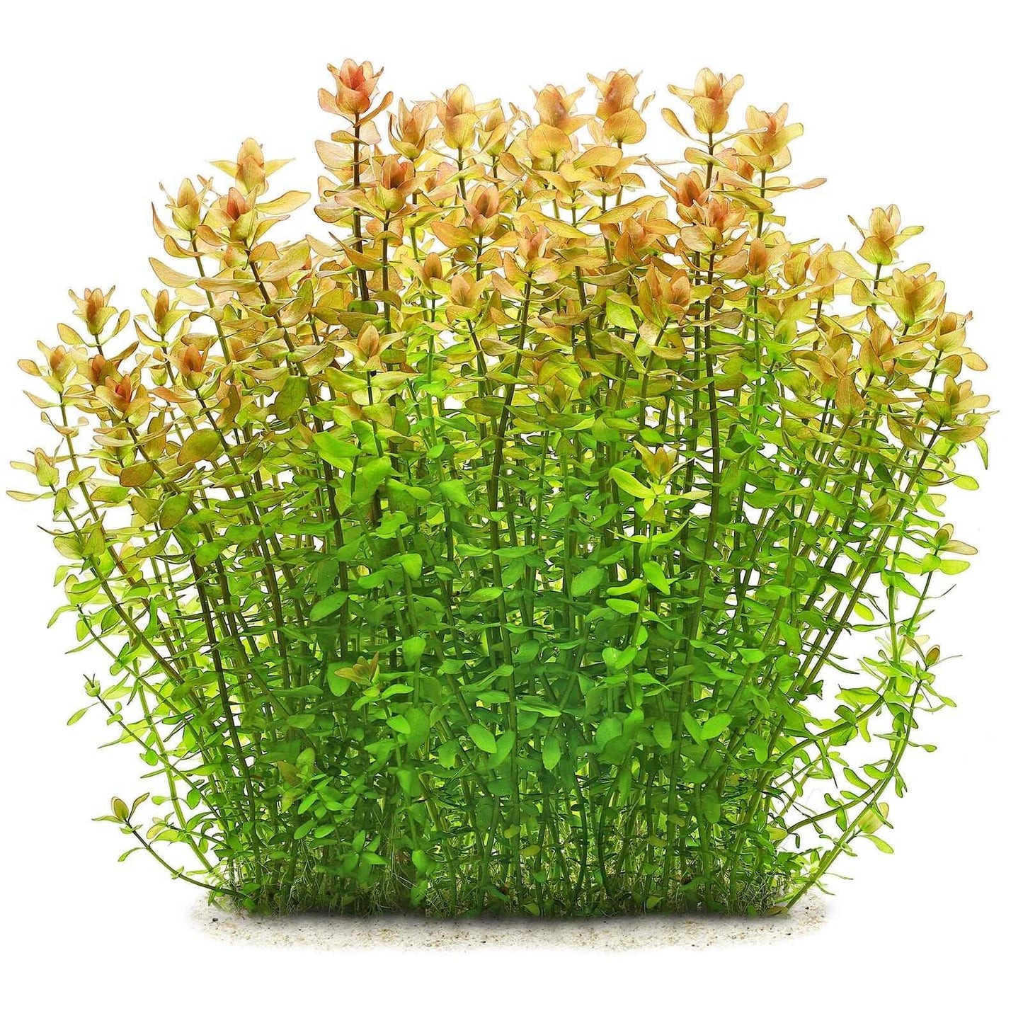 Bacopa Caroliniana (Uncommon) - The Nature Gallery