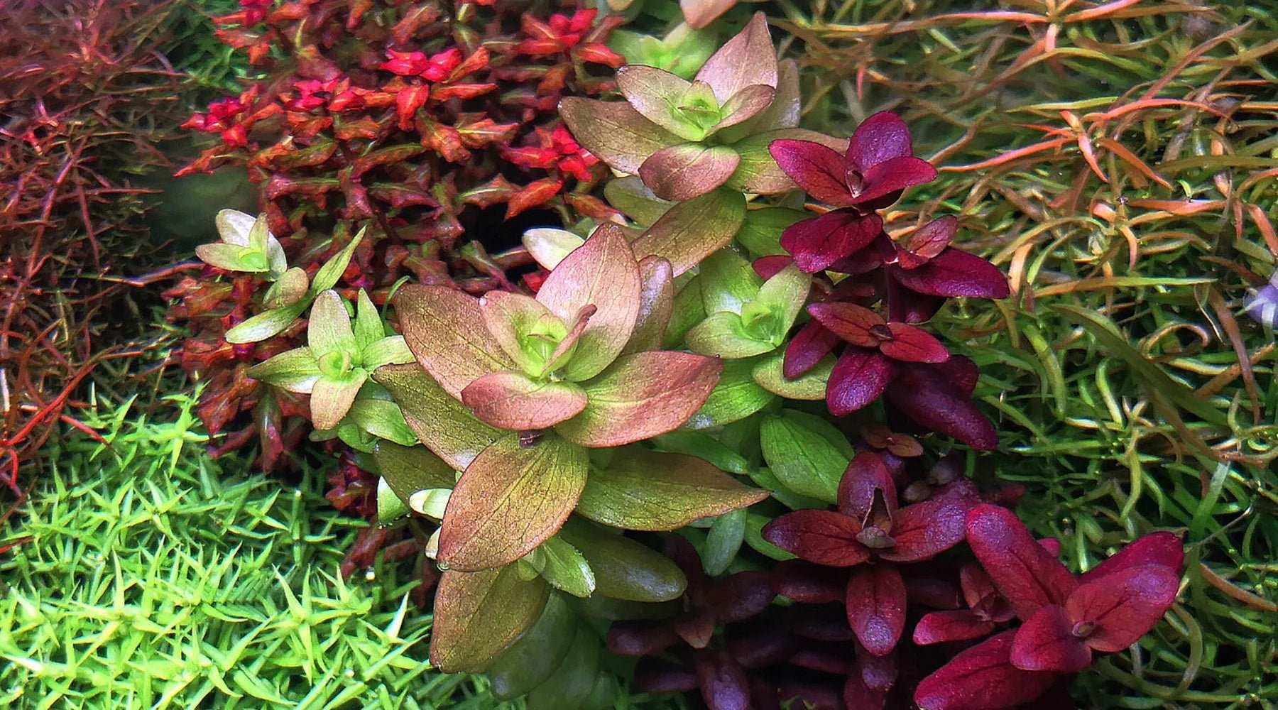 Bacopa Caroliniana (Uncommon) - The Nature Gallery