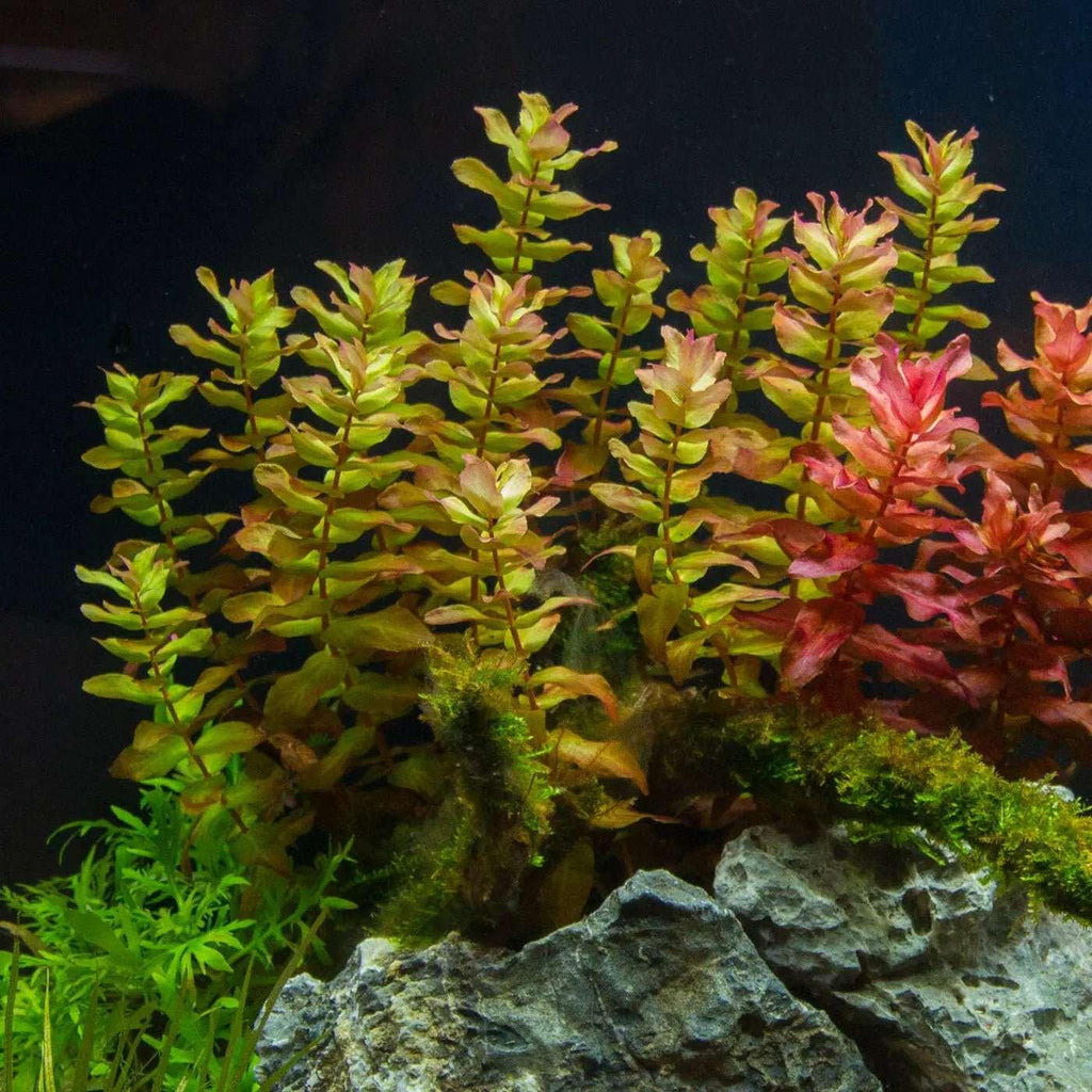 Bacopa Caroliniana (Uncommon) - The Nature Gallery