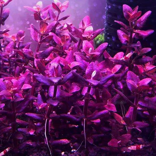 Bacopa Salzmannii Purple (Rare).