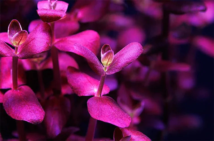 Bacopa Salzmannii Purple (Rare).
