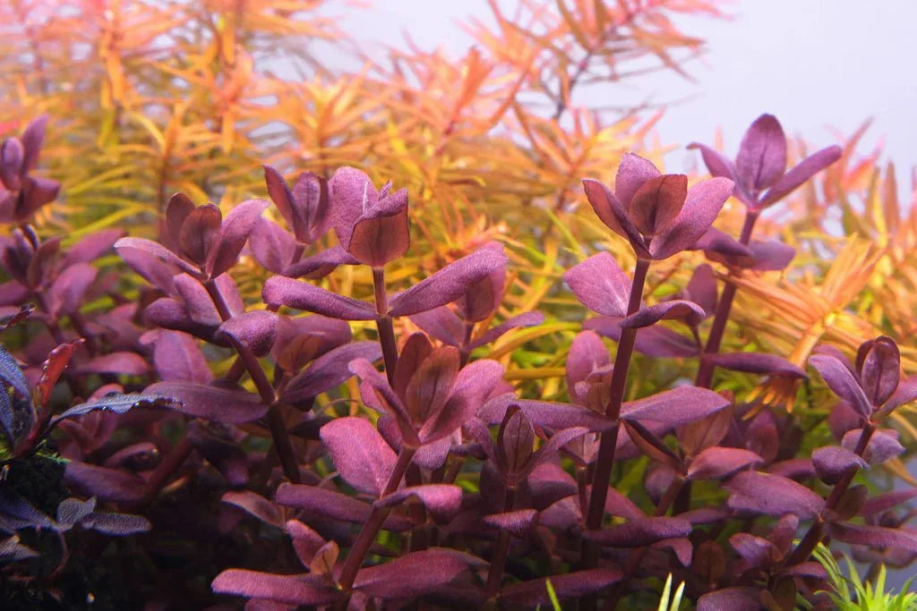 Bacopa Salzmannii Purple (Rare).
