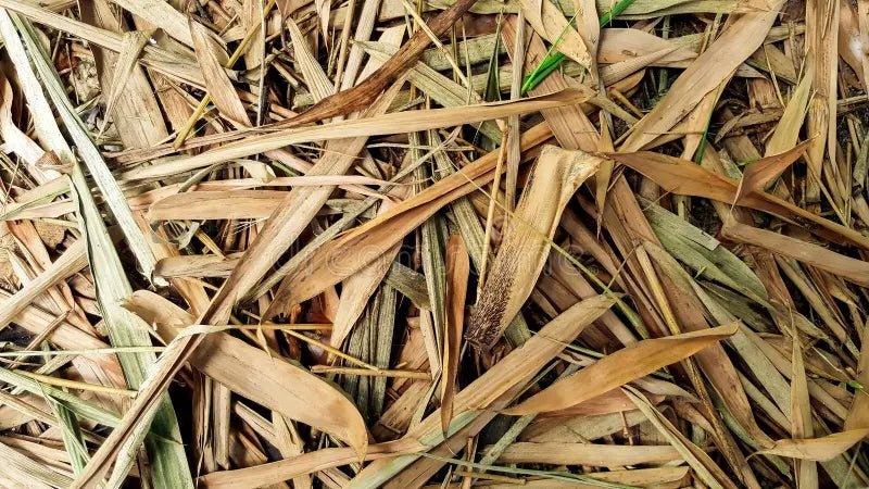 Bamboo Leaves.