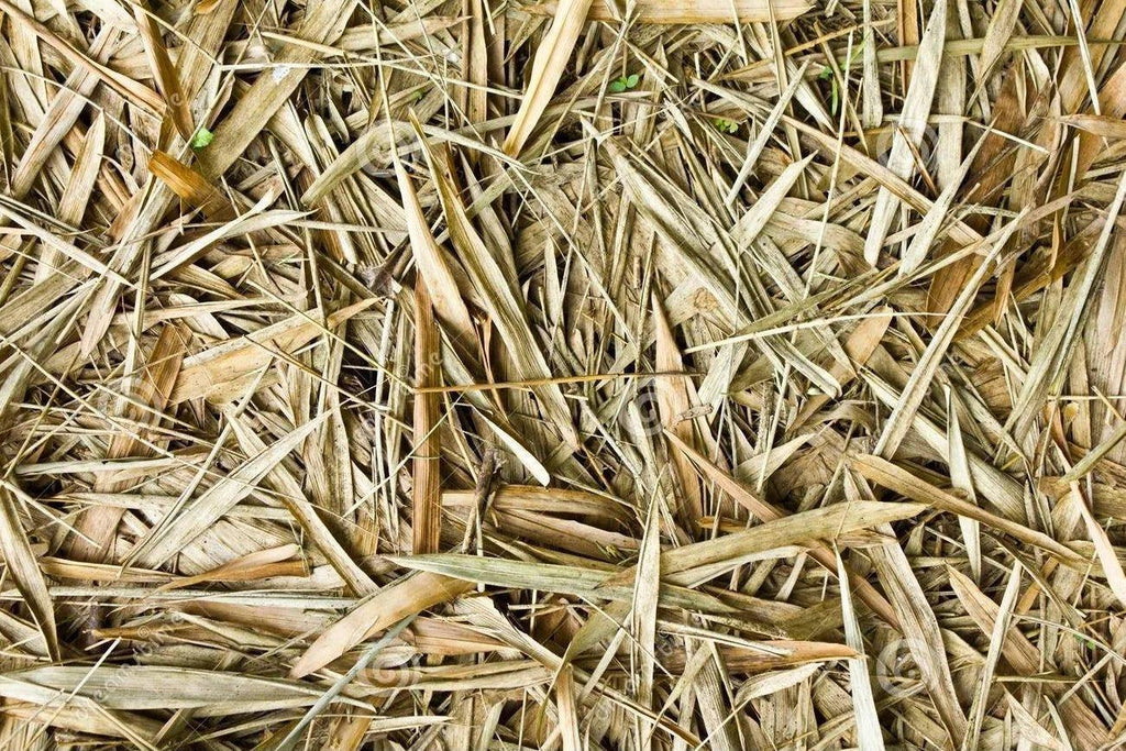 Bamboo Leaves.