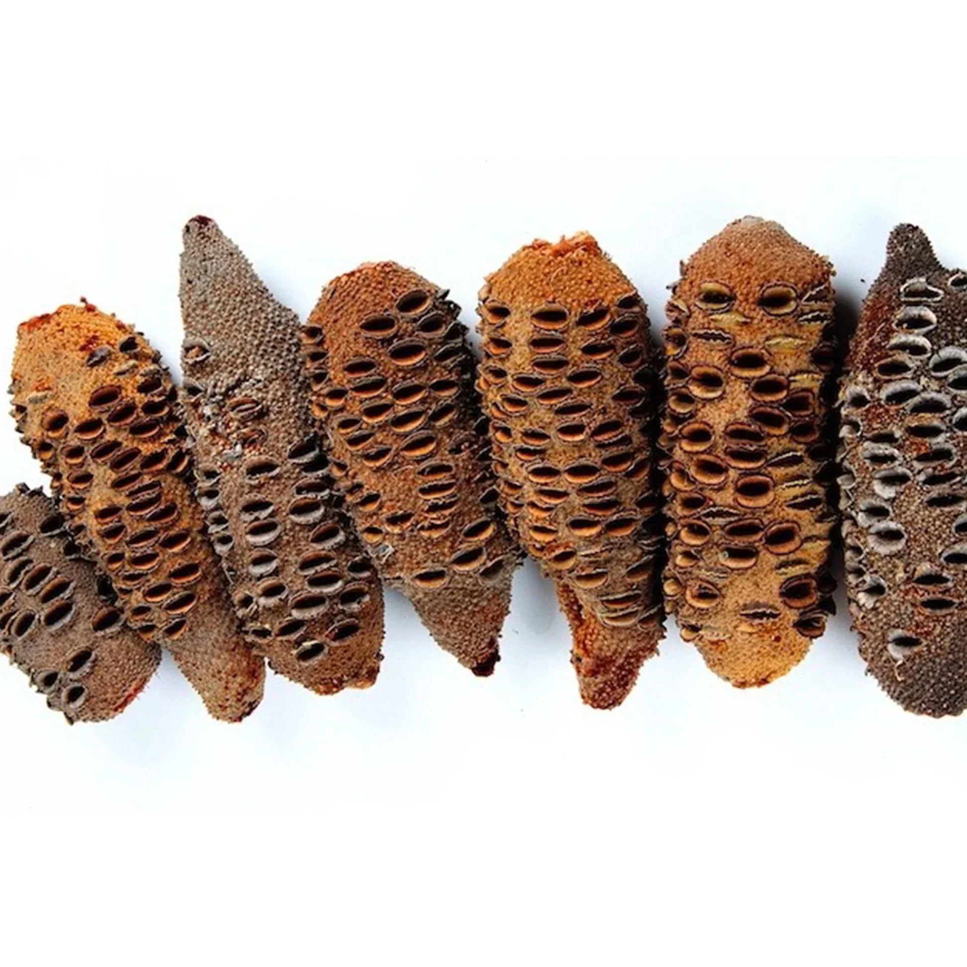 Banksia Seed Pods (Pack Of 3).