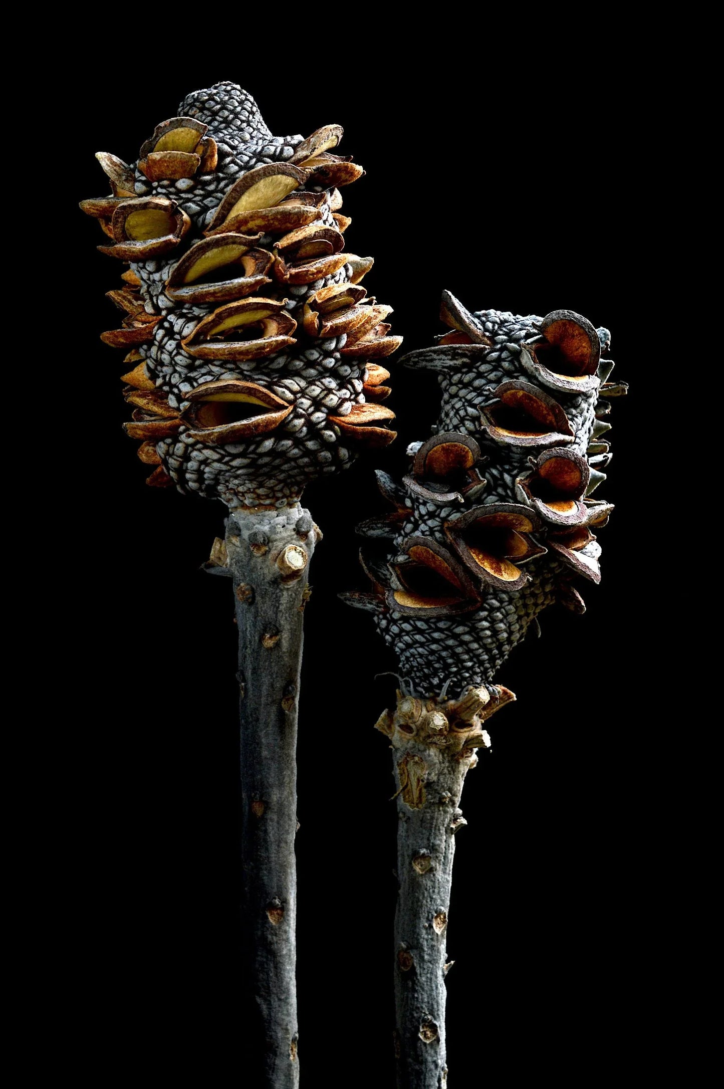 Banksia Seed Pods (Pack Of 3).