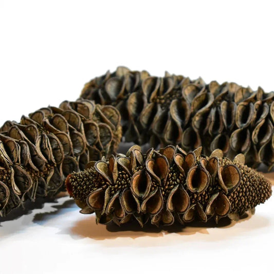 Banksia Seed Pods (Pack Of 3).