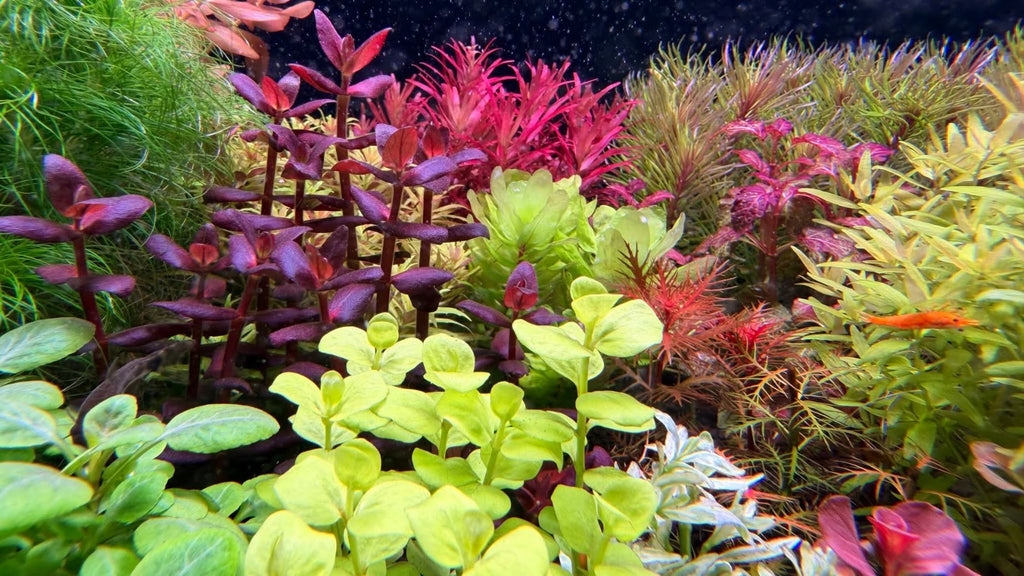 The Nature Gallery Discovery Aquascape Box