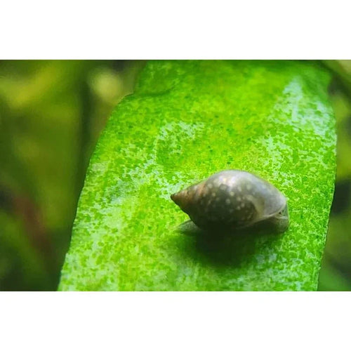 Bladder Snail.