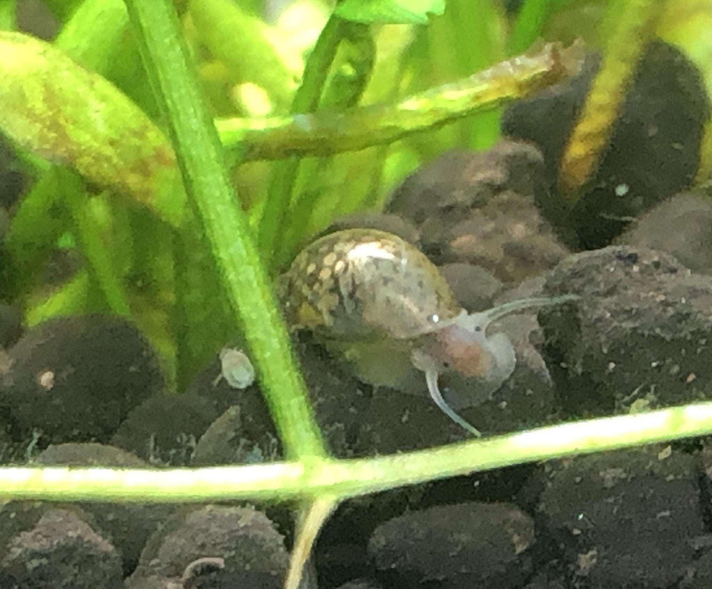 Bladder Snail.