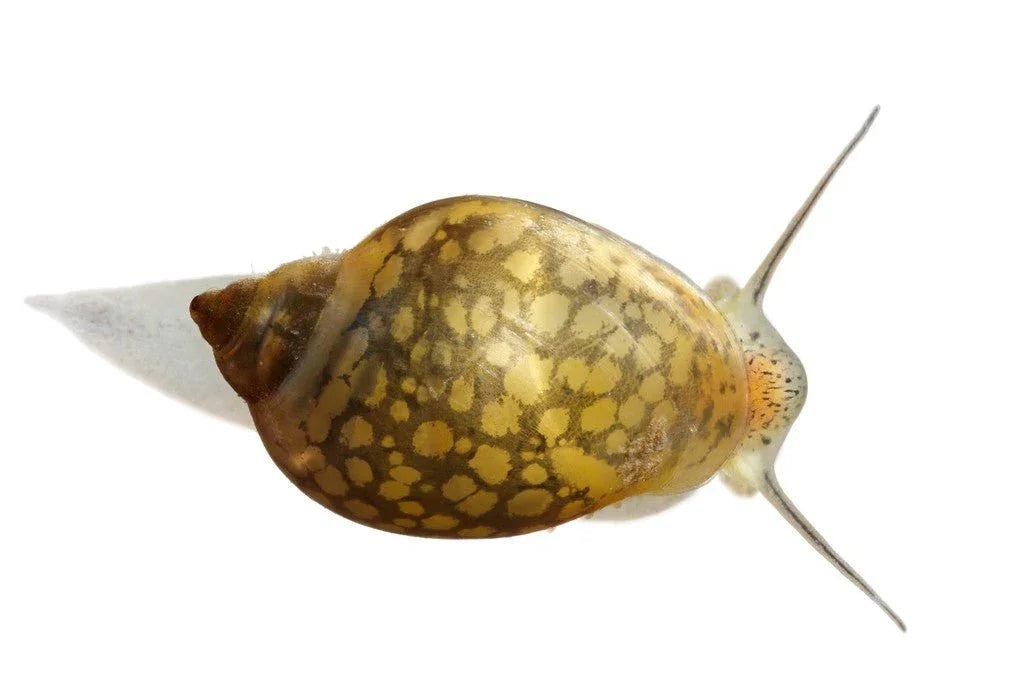 Bladder Snail.