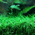 Brazilian Micro Sword (Lilaeopsis brasiliensis).