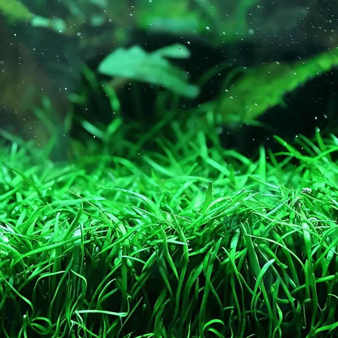 Brazilian Micro Sword (Lilaeopsis brasiliensis).