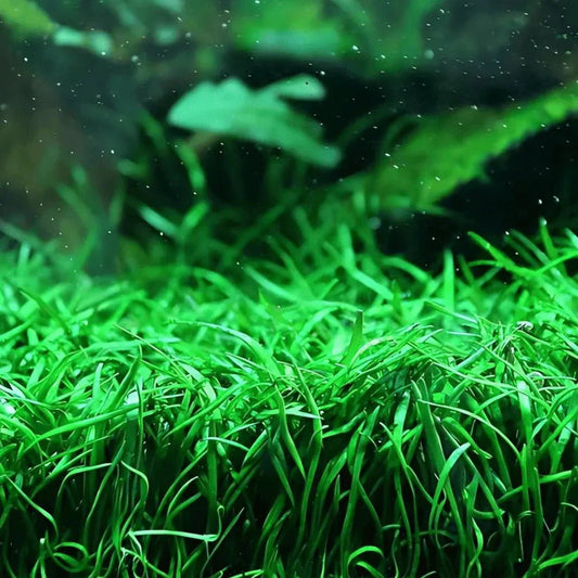 Brazilian Micro Sword (Lilaeopsis brasiliensis).