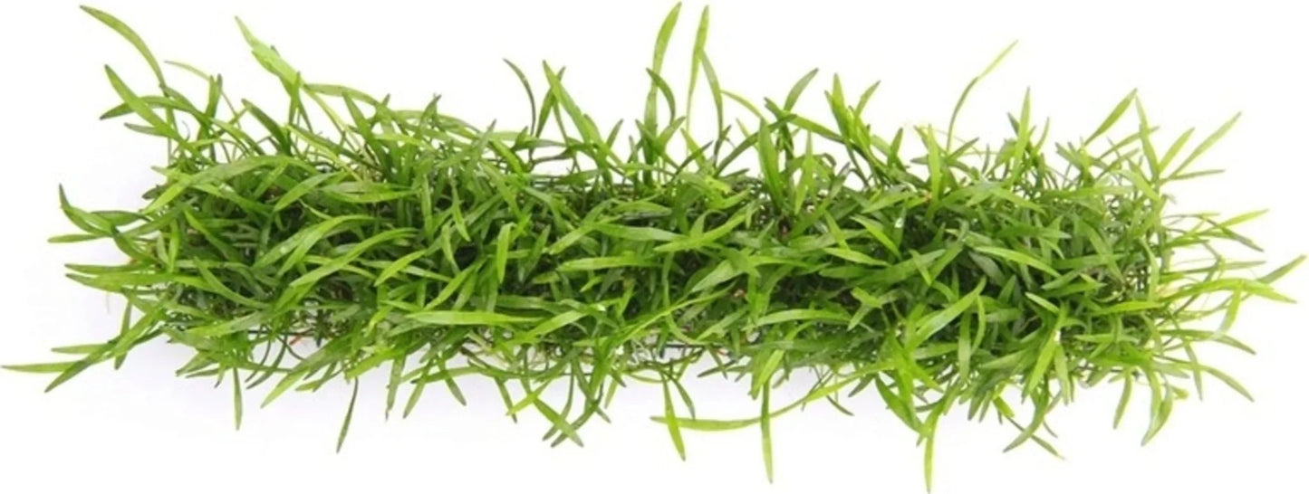 Brazilian Micro Sword (Lilaeopsis brasiliensis).