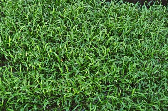 Brazilian Micro Sword (Lilaeopsis brasiliensis).