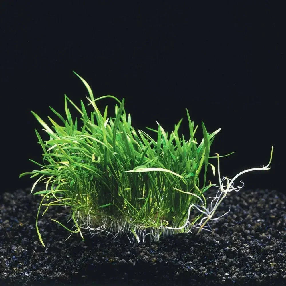 Brazilian Micro Sword (Lilaeopsis brasiliensis).