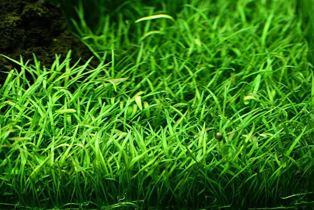 Brazilian Micro Sword (Lilaeopsis brasiliensis).