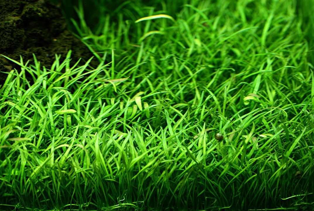 Brazilian Micro Sword (Lilaeopsis brasiliensis).