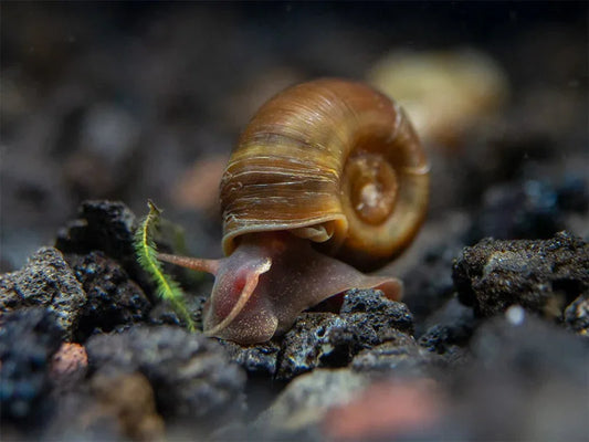Brown Ramshorn Snail.