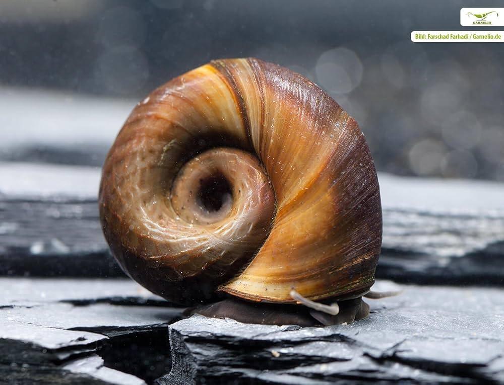 Brown Ramshorn Snail.