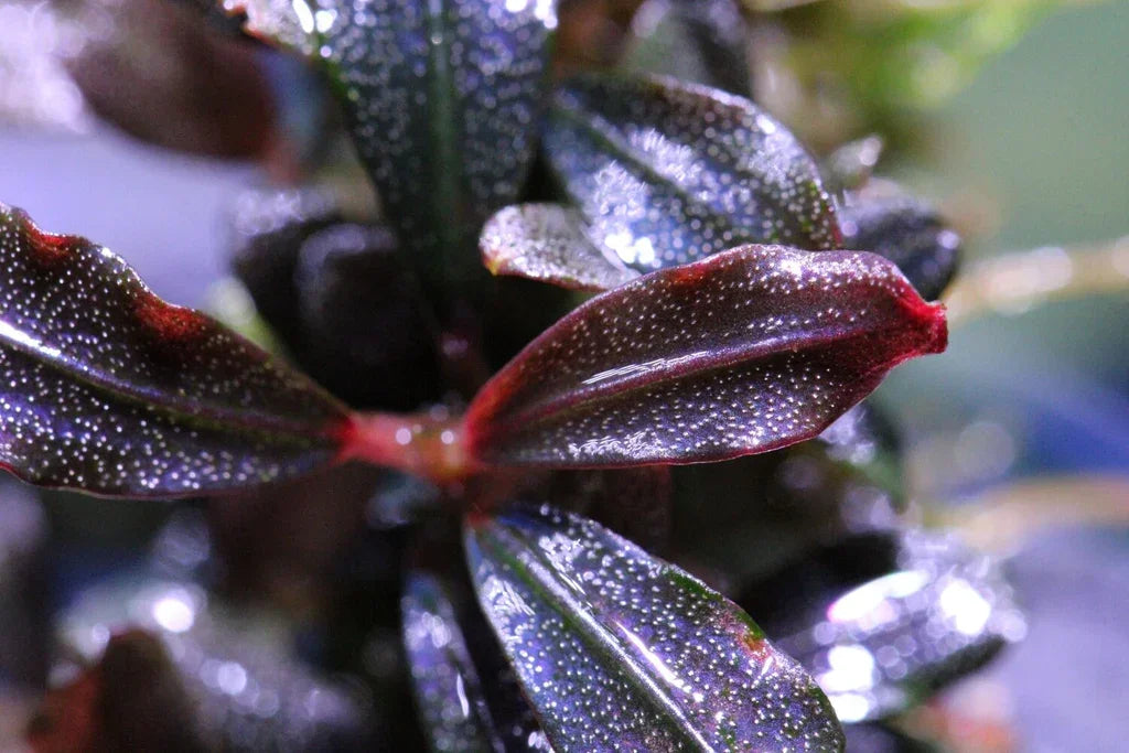 Bucephalandra Brownie Phantom *Emerge grown* (Rare).