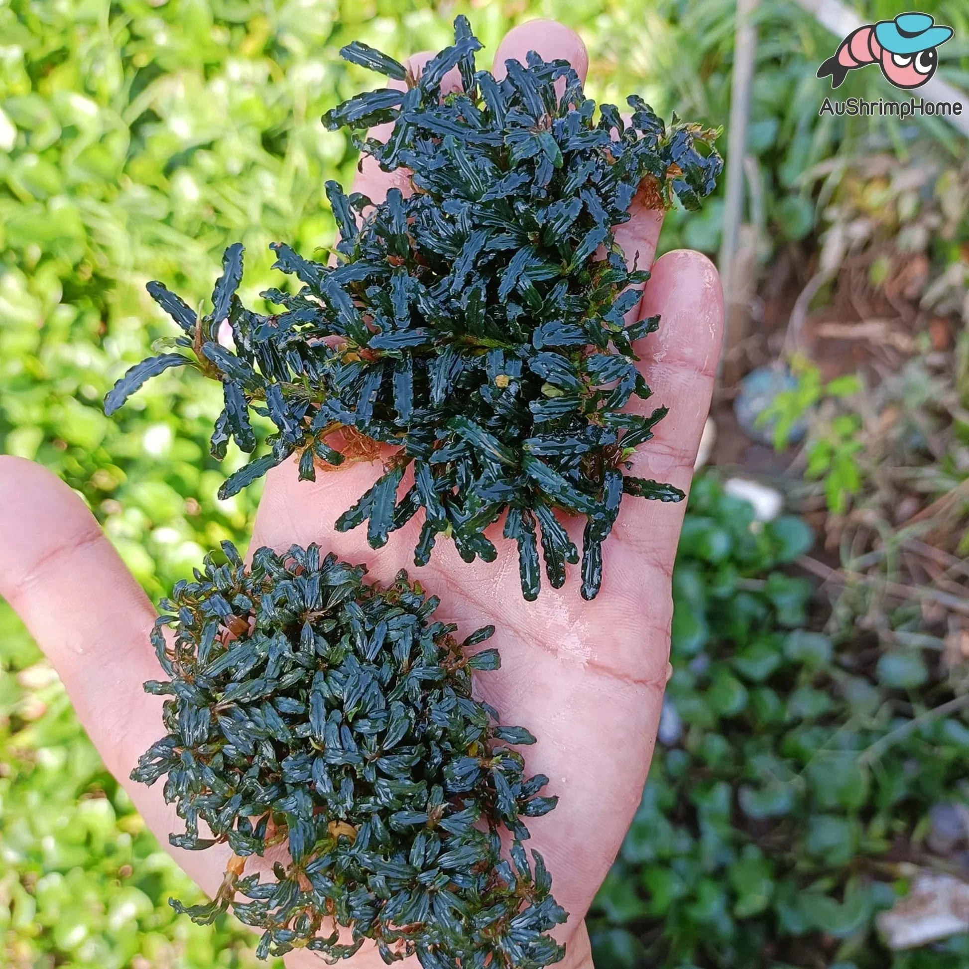 Bucephalandra 4 Pack Mixed.