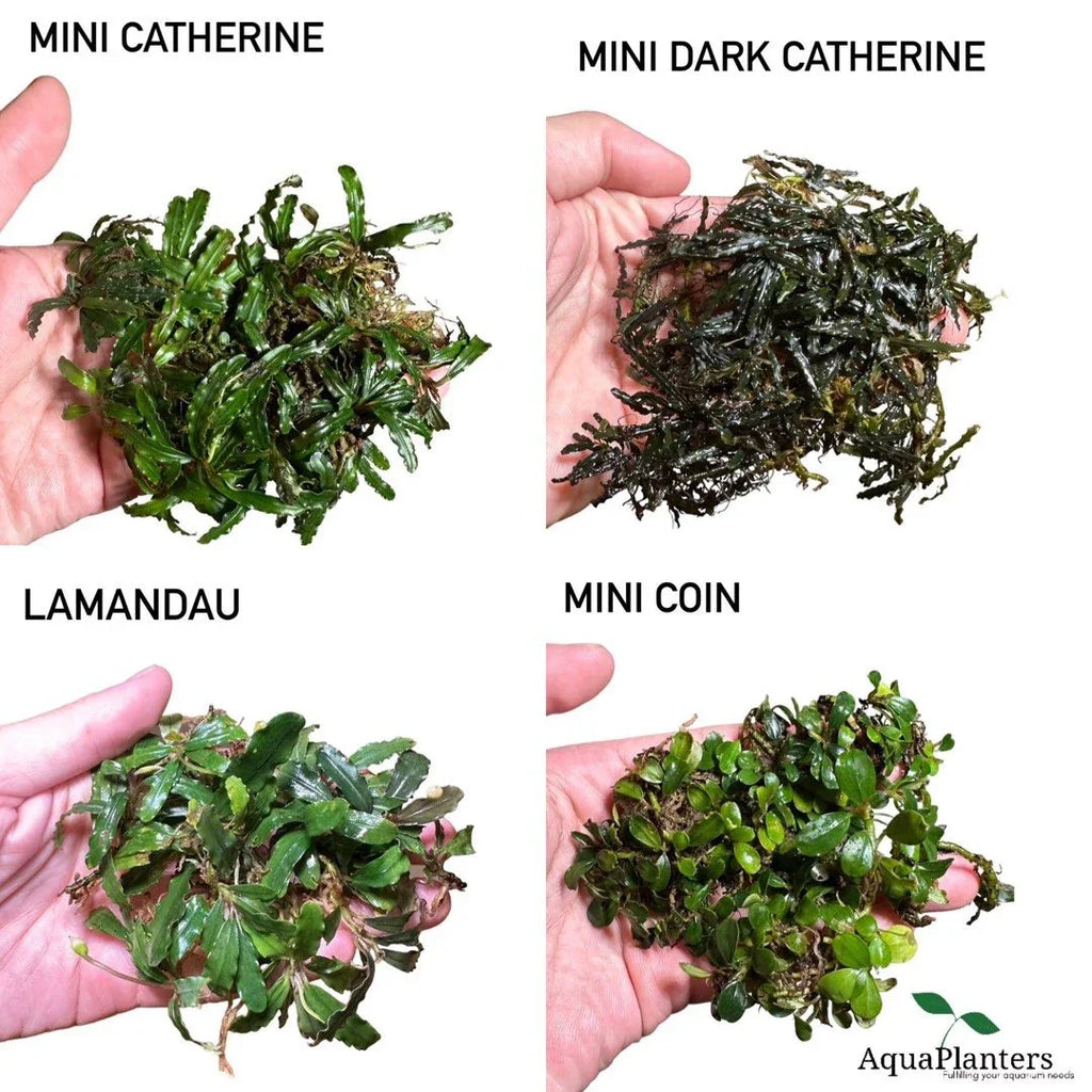 Bucephalandra 4 Pack Mixed.