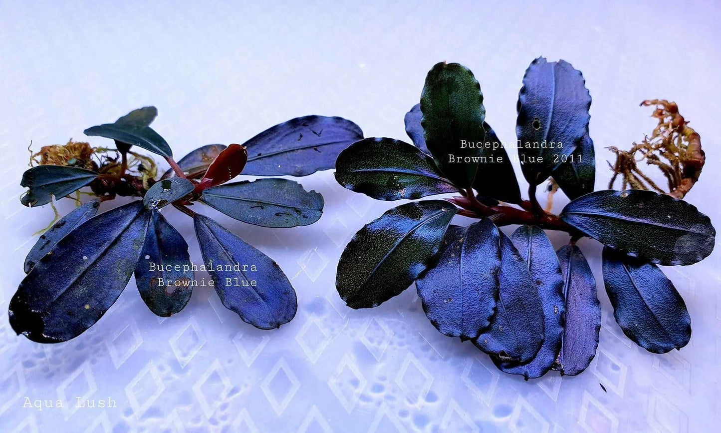 Bucephalandra Brownie Blue *Emerge Grown* (Rare).