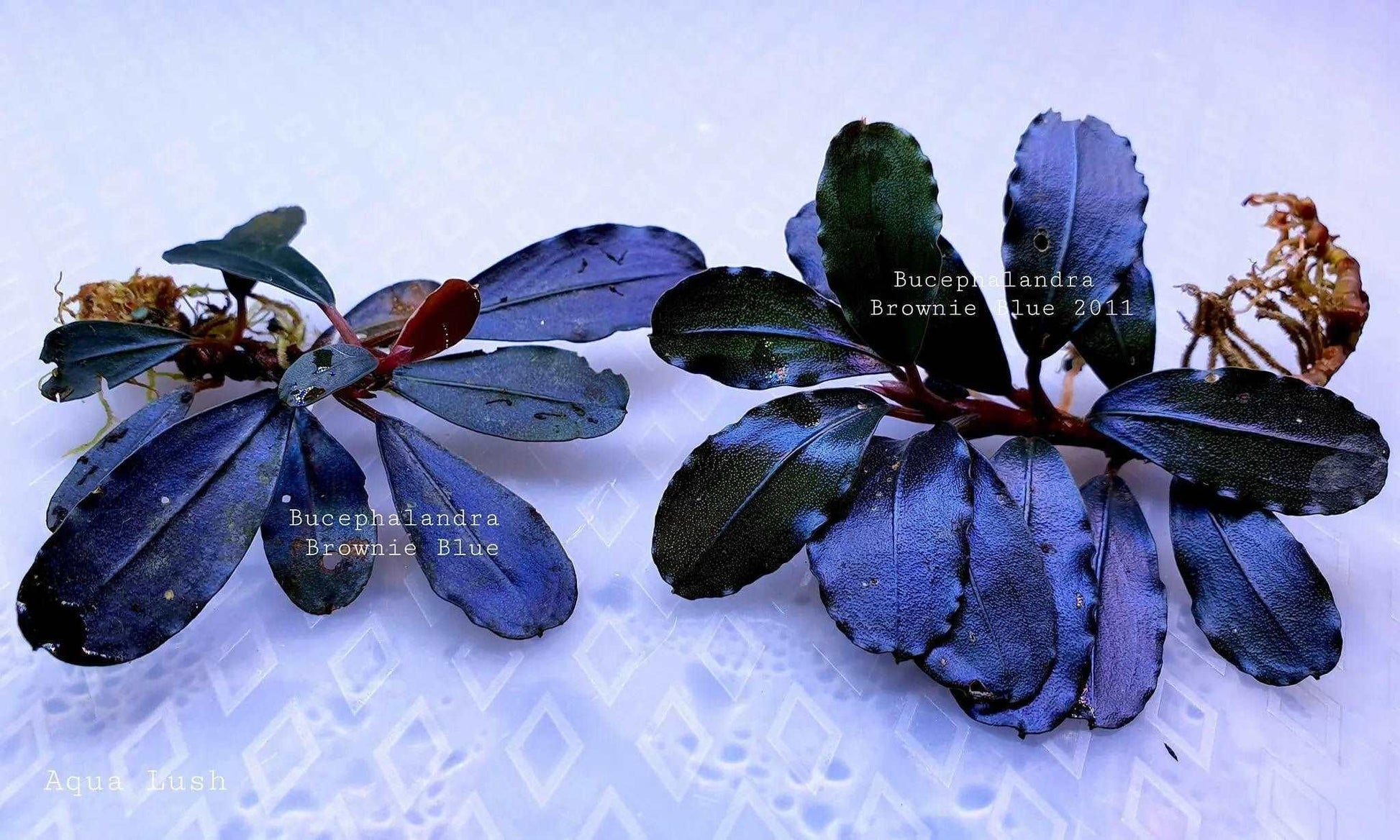 Bucephalandra Brownie Blue *Emerge Grown* (Rare).