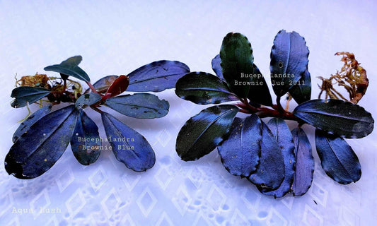 Bucephalandra Brownie Blue *Emerge Grown* (Rare).