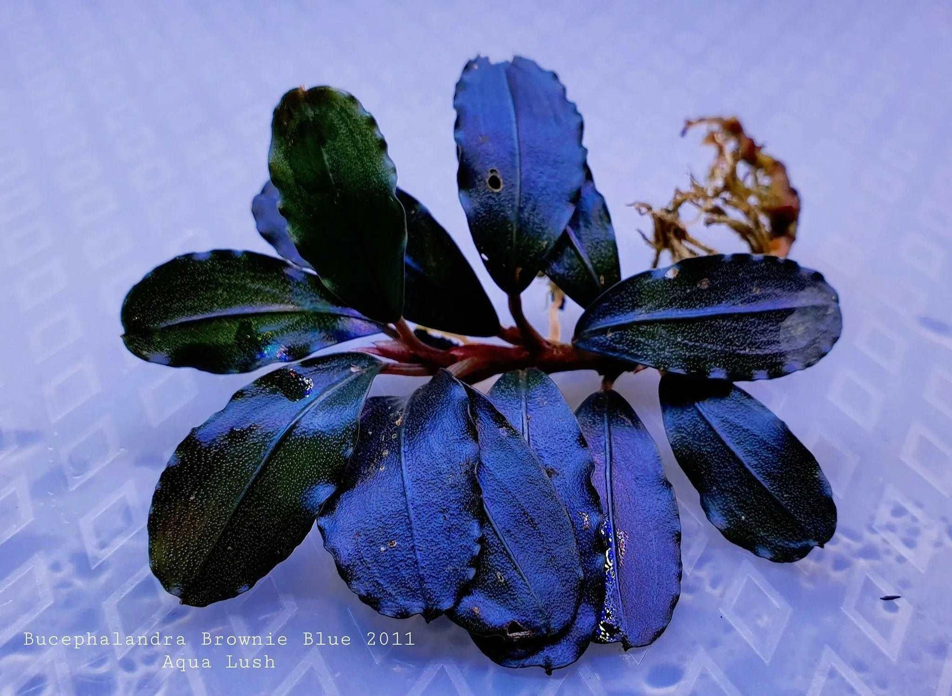 Bucephalandra Brownie Blue *Emerge Grown* (Rare).