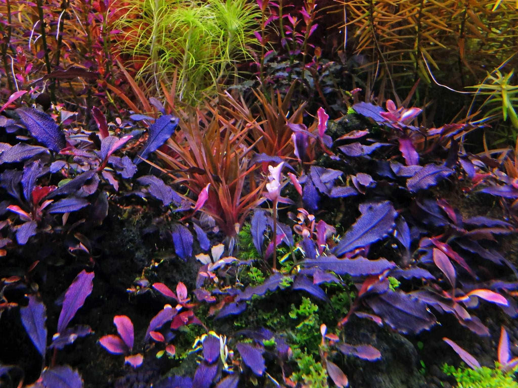 Bucephalandra Brownie Ghost 2011 (Super Rare).