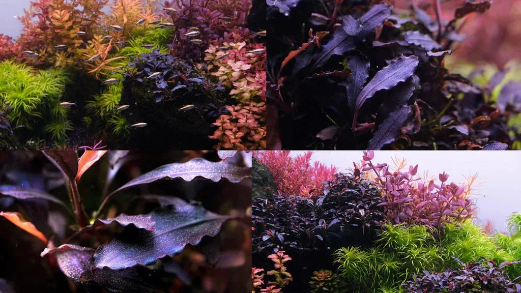 Bucephalandra Brownie Ghost 2011 (Super Rare).