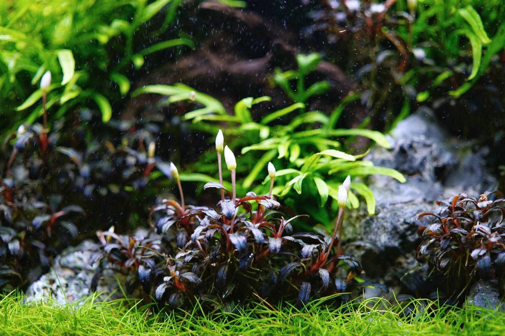 Bucephalandra Brownie Phantom *Emerge grown* (Rare).