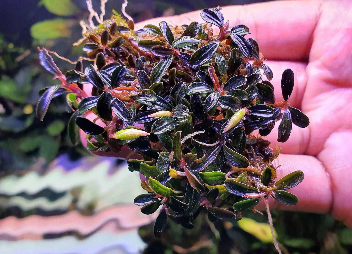 Bucephalandra Brownie Phantom *Emerge grown* (Rare).
