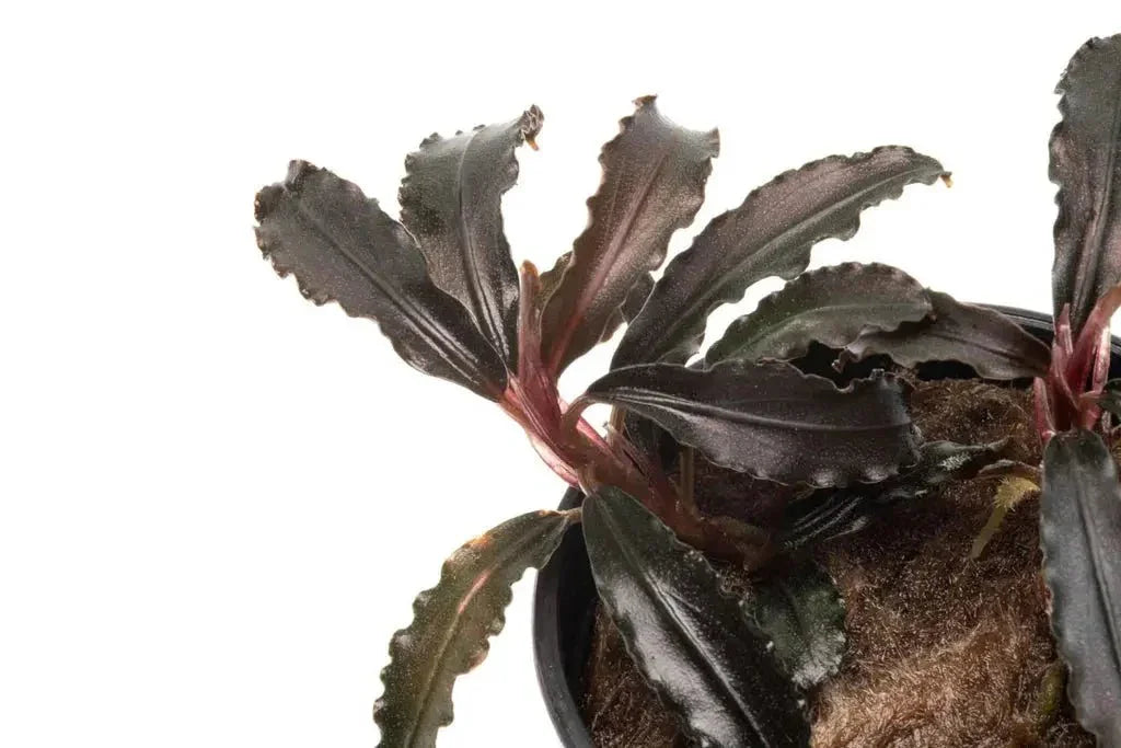Bucephalandra Godzilla *Emerge grown* (Rare).