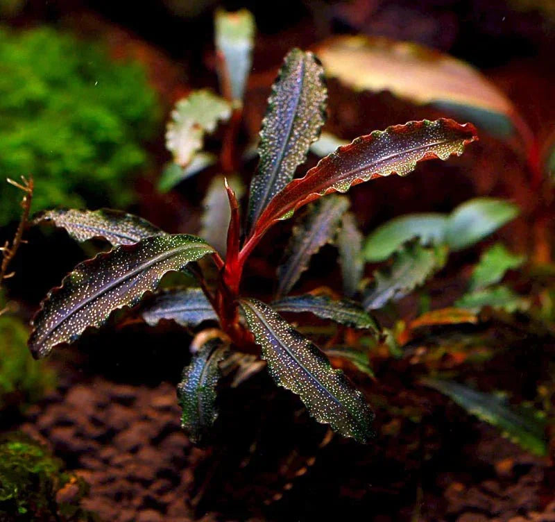 Bucephalandra Godzilla *Emerge grown* (Rare).