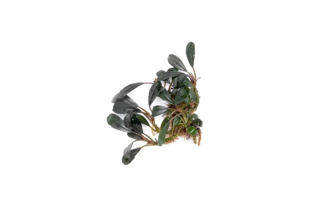 Bucephalandra Mini (Assorted).